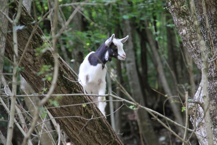 Azienda Agricola Andrea Zanin Scala dei Sapori 2016