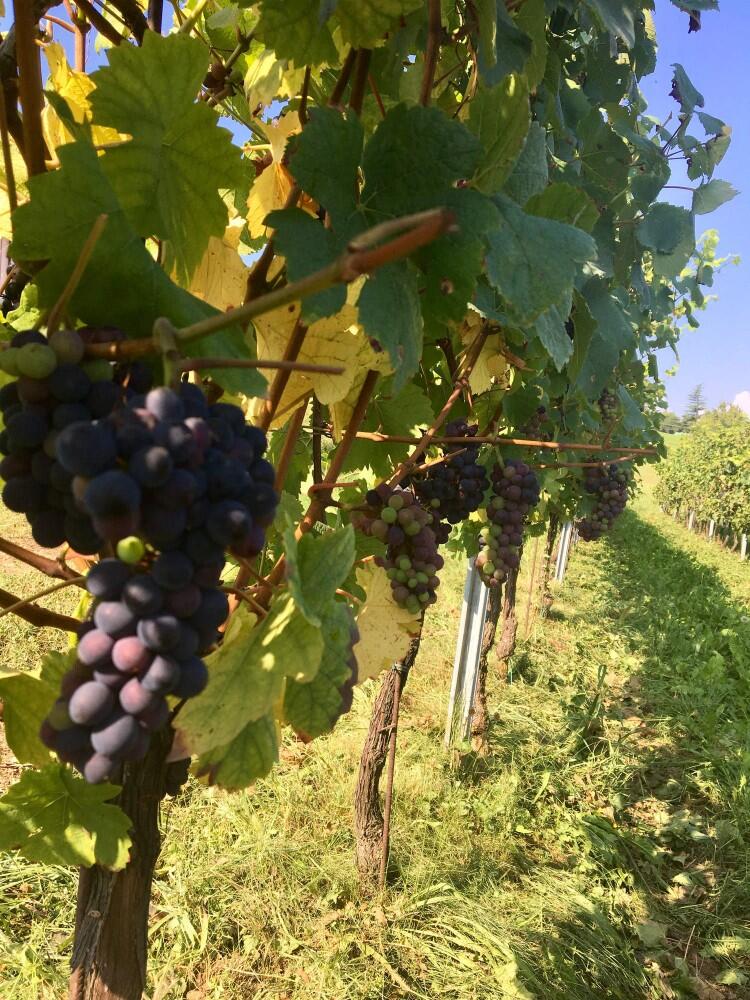 Vigneti delle Dolomiti Scala dei Sapori 2018 2018