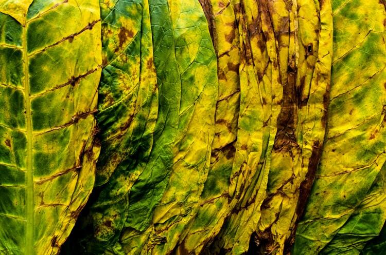 il tabacco di luciano