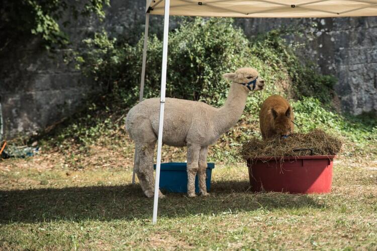 Galleria di immagini della Scala Dei Sapori 2016 2017